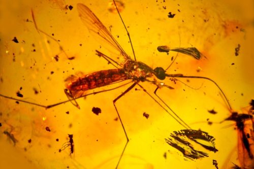 Toxorhynchites-in-amber